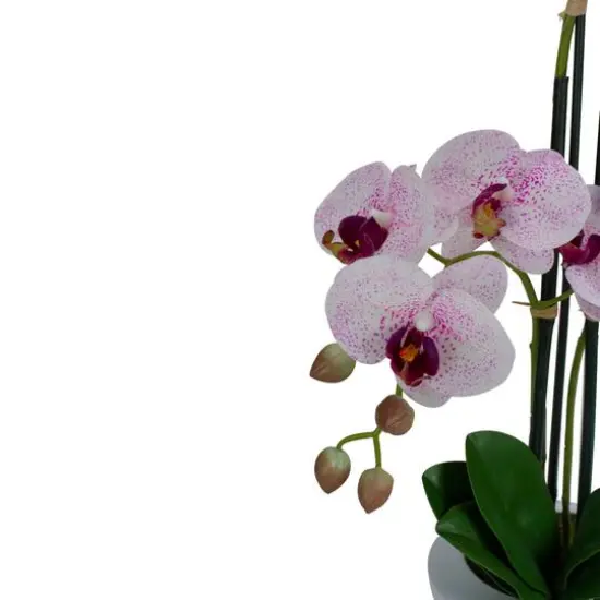 21" Pink & White Orchid Plant in White Pot {6}