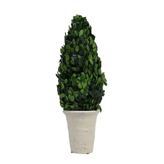 Hello Honey&reg; 17'' Boxwood Cone Topiary in White Clay Pot {6}