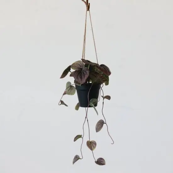 Hello Honey® 22" Green Faux Watermelon Begonia Plant in Plastic Pot {3}