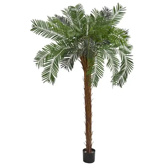 7ft. Potted Cycas Palm Tree {1}