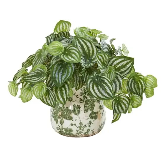 12" Watermelon Peperomia Arrangement in Vase  {1}