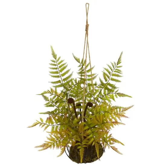 21" Fern in Metal Hanging Basket {1}