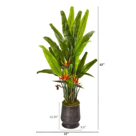 5ft. Bird of Paradise Plant in Decorative Planter {3}