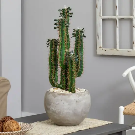 2.5ft. Cactus in Bowl Planter {4}