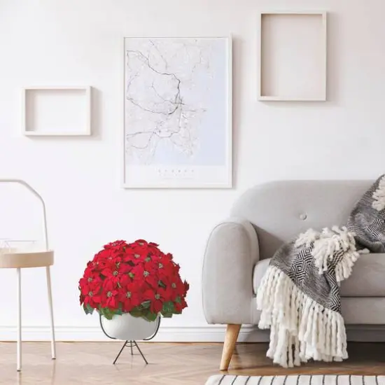 3ft. Red Grand Poinsettia Arrangement in White Vase with Metal Stand {4}