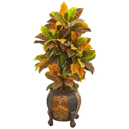 3.5ft. Croton Plant in Decorative Planter {1}