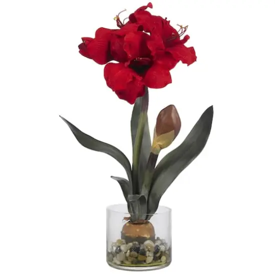 20'' Amaryllis in Round Vase {1}
