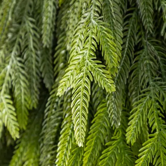 Glitzhome&reg; 31.5"H Christmas Greenery PE Teardrop {4}