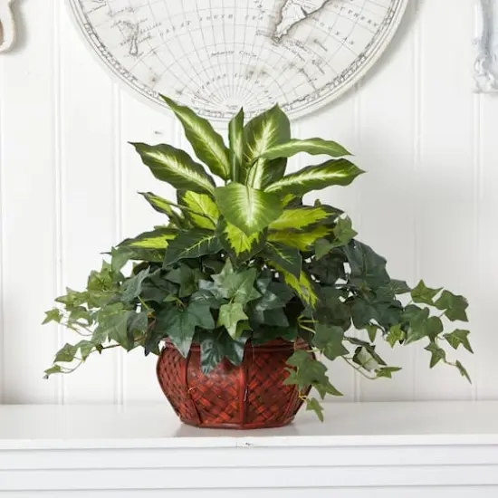20" Dieffenbachia & Ivy In Decorative Planter {3}