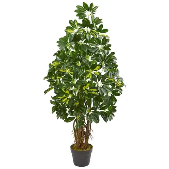 4ft. Potted Dwarf Umbrella Tree {1}