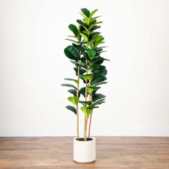 6ft. Fiddle Leaf Tree in Decorative White Planter {5}