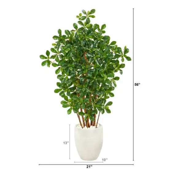 4.5ft. Black Olive Tree in White Planter {3}