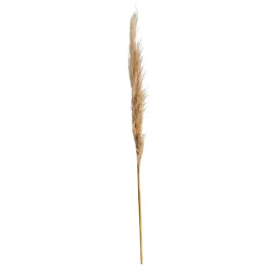 3ft. Dried Natural Pampas Grass Bundle, 2ct. {4}