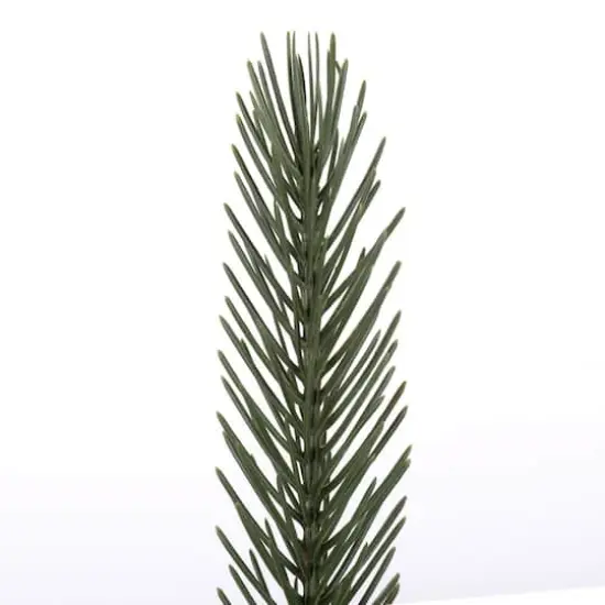 Green Deluxe Spruce Picks Set {3}