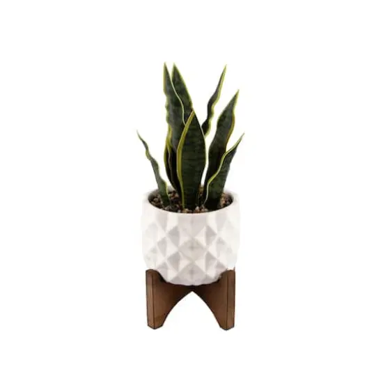 Flora Bunda&reg; 12.5" Snake Plant in Ceramic Planter with Stand {1}