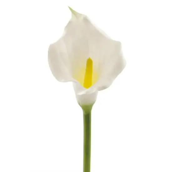 DII&reg; White Flower Cala Lily Set, 3ct. {3}