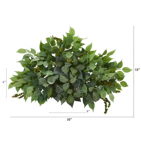 20'' Mixed Ficus & Fittonia Ledge Plant  {3}