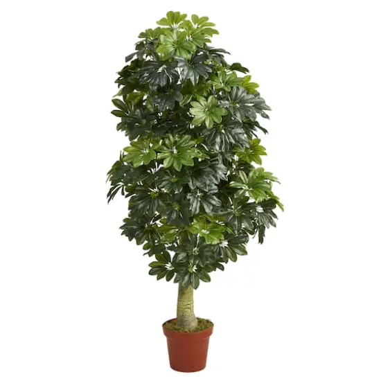 5ft. Potted Umbrella Tree {1}