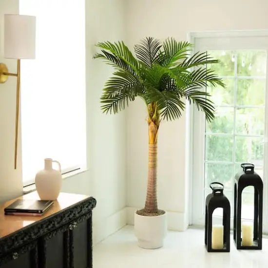 6ft. Potted Coconut Palm Tree {3}