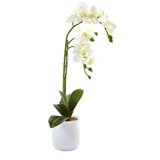 18.5" Moth Orchid in Frosted Glass {3}