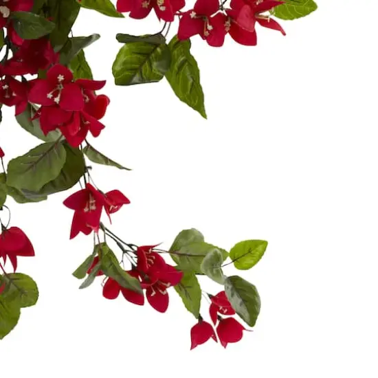 2ft. Bougainvillea Hanging Bush, 2ct. {4}