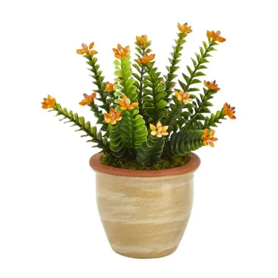 10" Flowering Sedum Succulent Plant in Ceramic Planter {1}