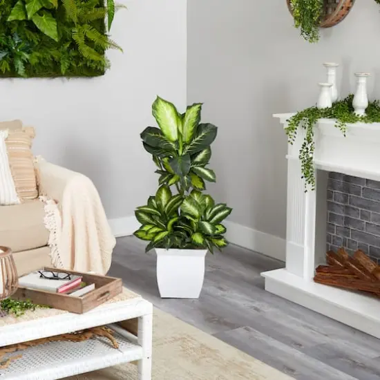 4ft. Golden Dumb Cane Plant in White Metal Planter {5}