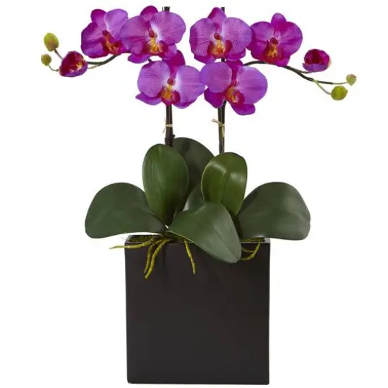 18.5" Double Mini Phalaenopsis Silk Orchid in Black Vase {1}
