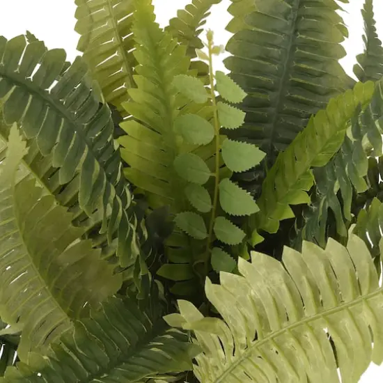 Boston Fern Bush Fern Collection by Ashland&reg; {4}