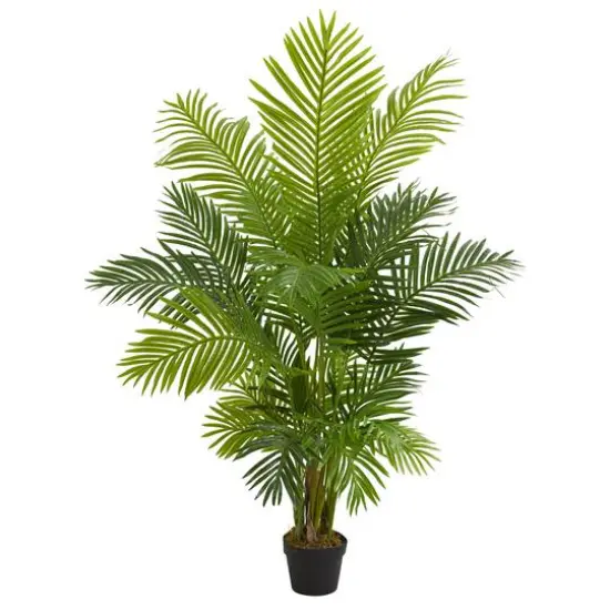 5ft. Potted Hawaii Palm Tree {1}