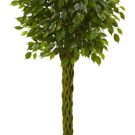 5ft. Potted Woven Trunk Ficus Tree {4}
