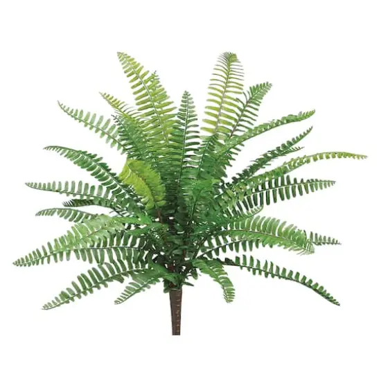 UV Protected Boston Fern Bush  {1}