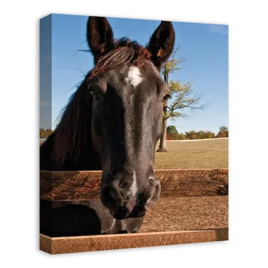 Horse Head 16" x 20" Canvas Wall Art {3}
