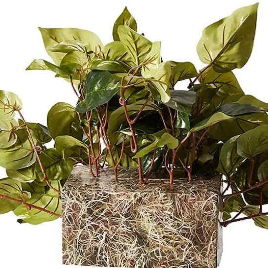 15" Pothos Ledge Plant {3}