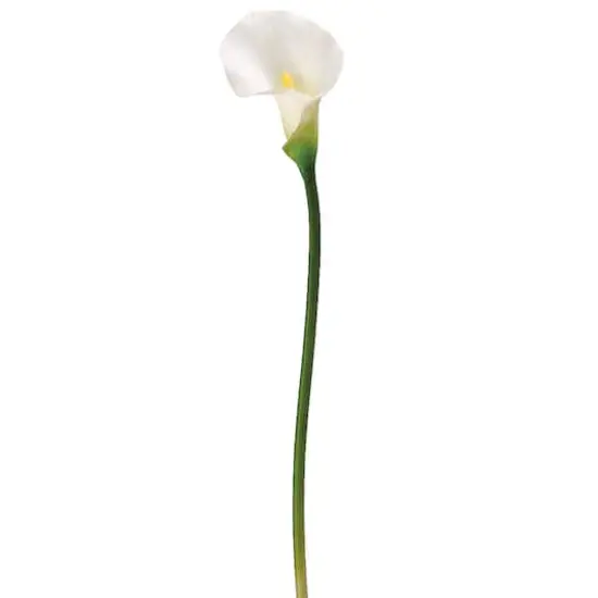 White Calla Lily Stem {1}
