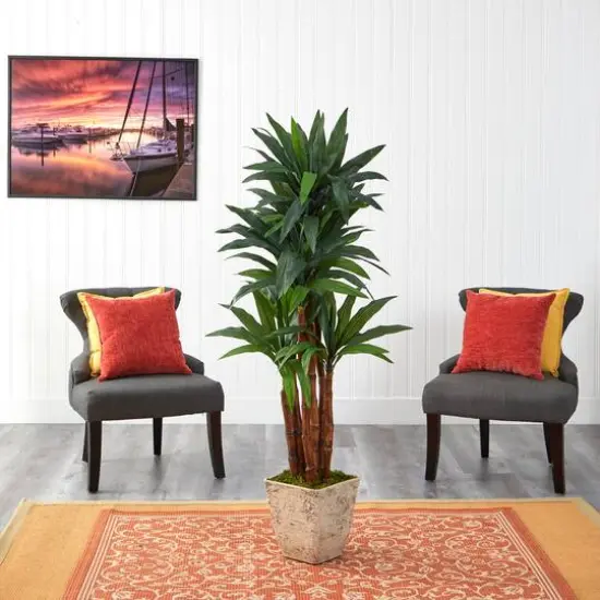 5ft. Dracaena Tree in Country White Planter {4}