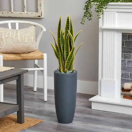 3ft. Sansevieria Plant in Gray Planter {3}