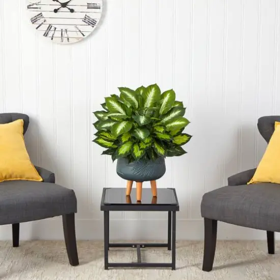 2ft. Golden Dumb Cane in Decorative Black Planter with Stand {4}