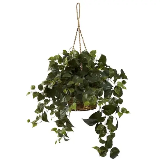 24" Philo in Hanging Basket {1}