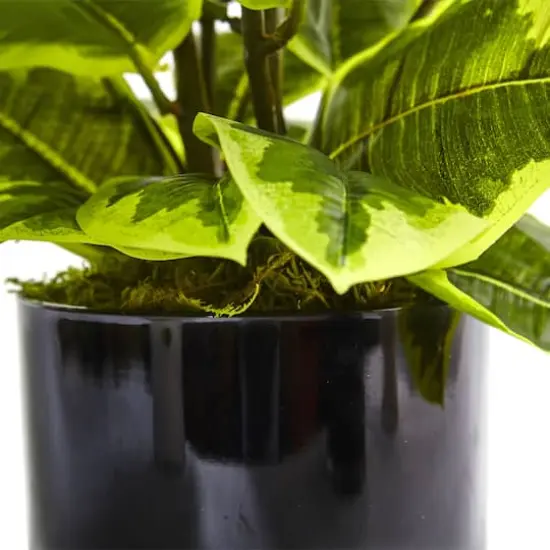 2ft. Rubber Plant in Glossy Cylinder {4}