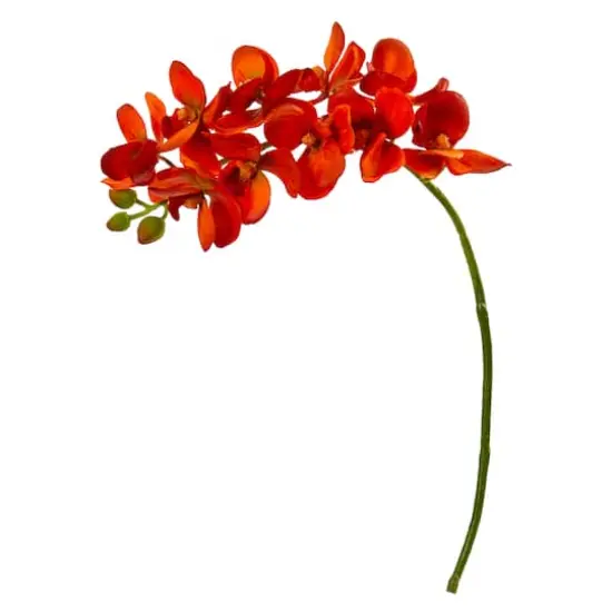 Moth Orchid Stem, 6ct. Orange {1}