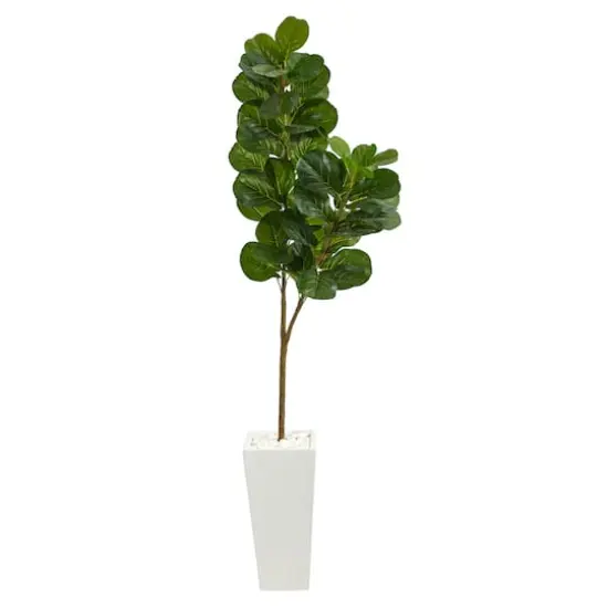 6ft. Fiddle Leaf Fig Tree in Tall White Planter {1}