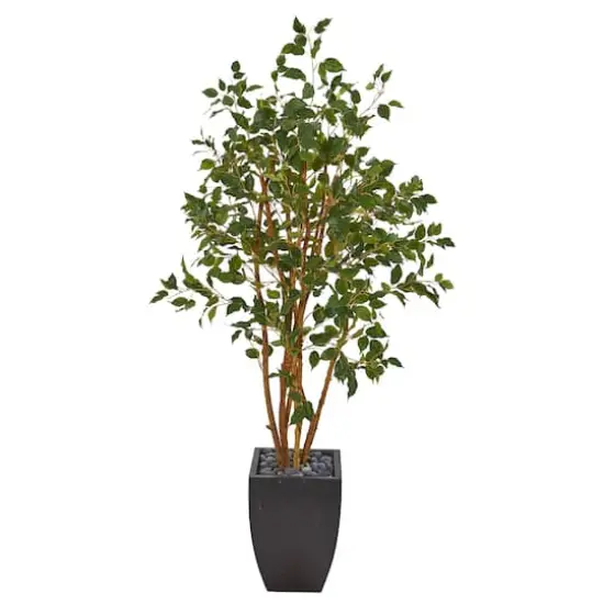 5ft. Ficus Tree in Black Planter {1}