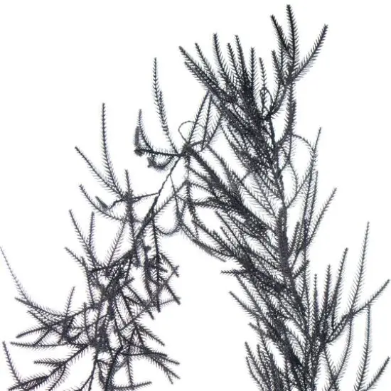 6ft. Norfolk Pine Garland by Ashland&reg; {5}