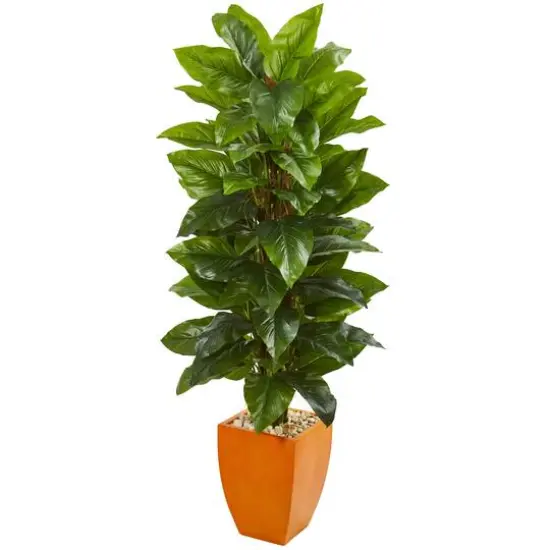 5.5ft. Large Leaf Philodendron Plant in Orange Planter {1}