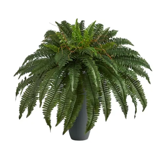 2.5ft. Boston Fern Plant in Gray Planter {1}