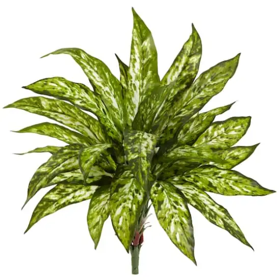 Chinese Evergreen Bush, 4ct. {1}