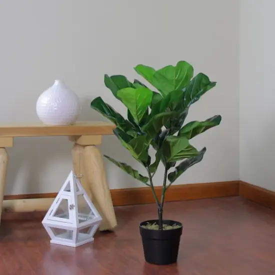 2.4ft. Potted Dark Green Fiddle Leaf Fig Plant {3}