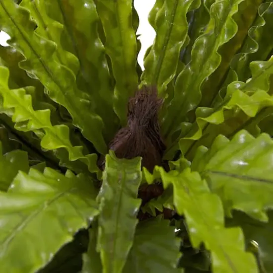 Asplenium Bush, 2ct. {3}