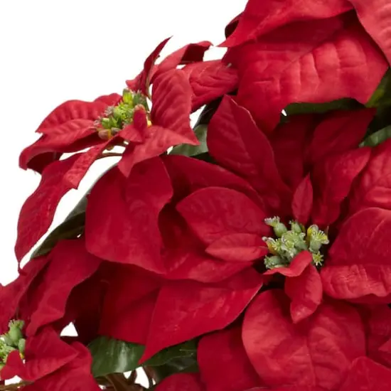 22" Potted Poinsettia with Decorative Planter {3}